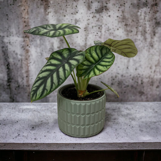 Elysian Planter in Muted Green